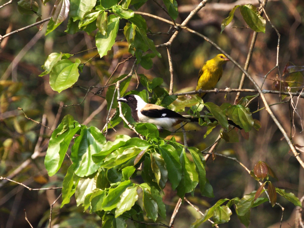 White-bellied Treepie - ML624184822