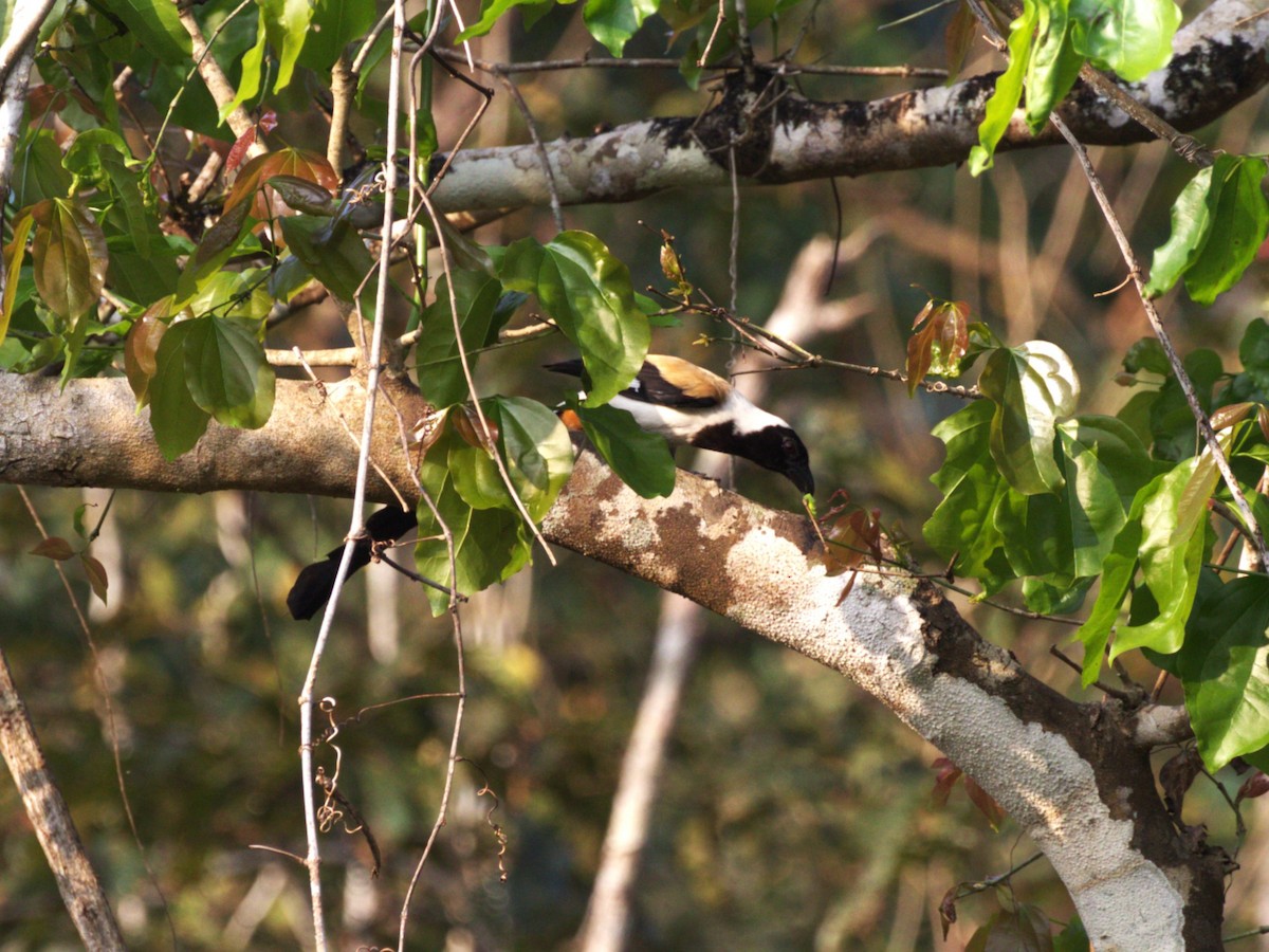 White-bellied Treepie - ML624184823