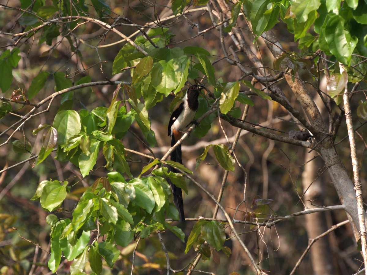 White-bellied Treepie - ML624184824