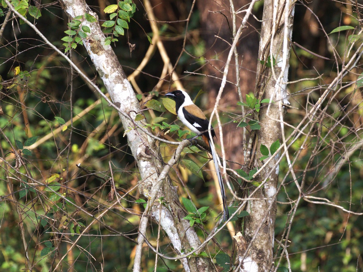 White-bellied Treepie - ML624184825