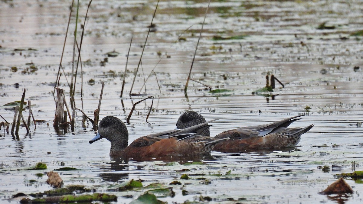 American Wigeon - ML624184833