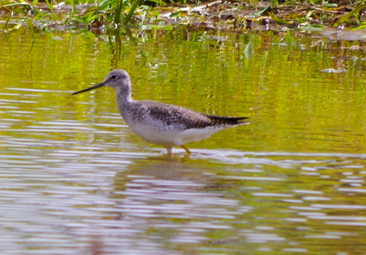 Greater Yellowlegs - Jack Blocker