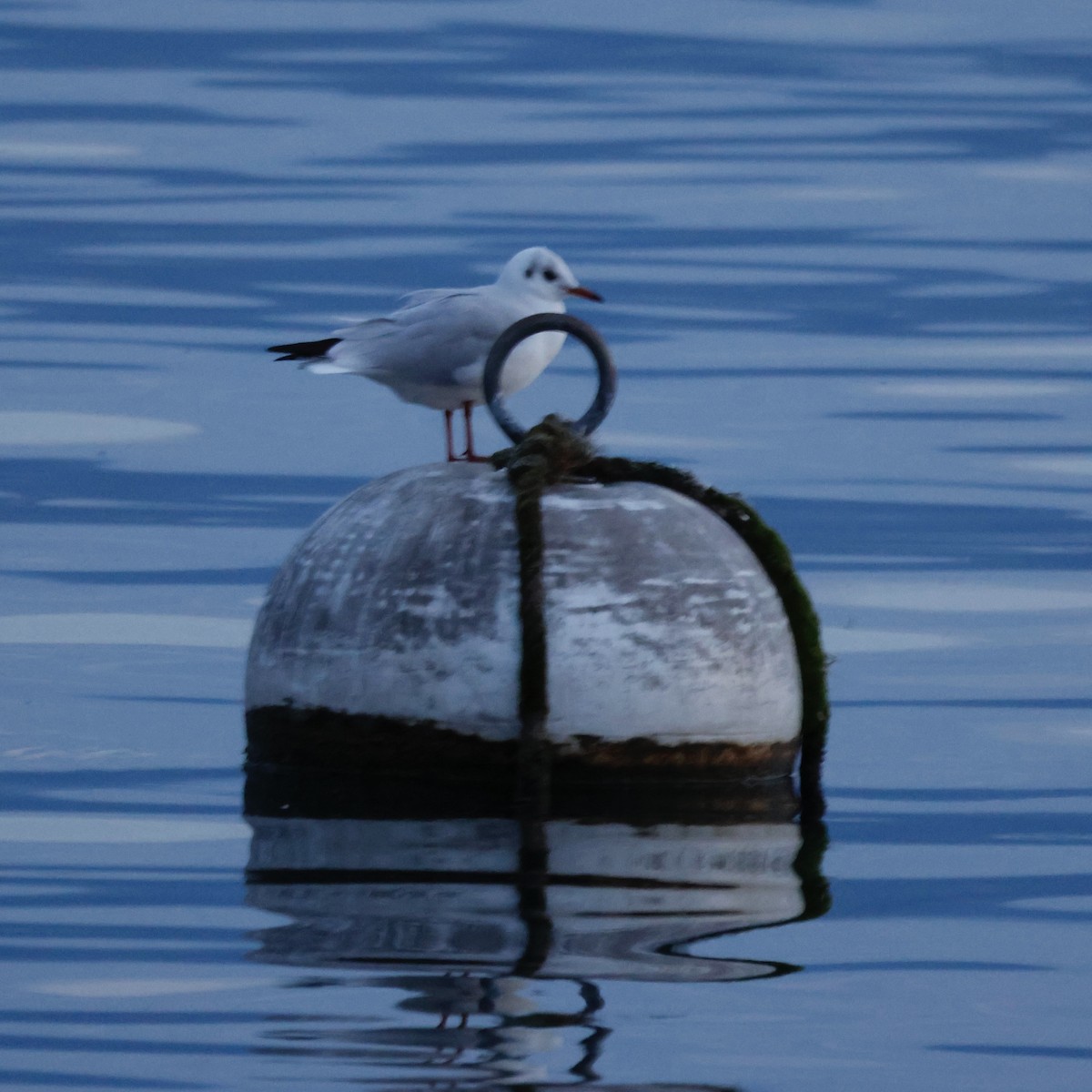 Mouette rieuse - ML624184875