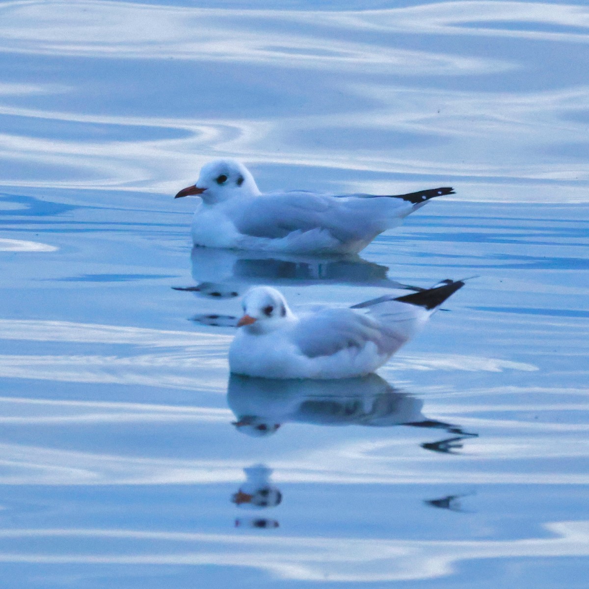 Mouette rieuse - ML624184915