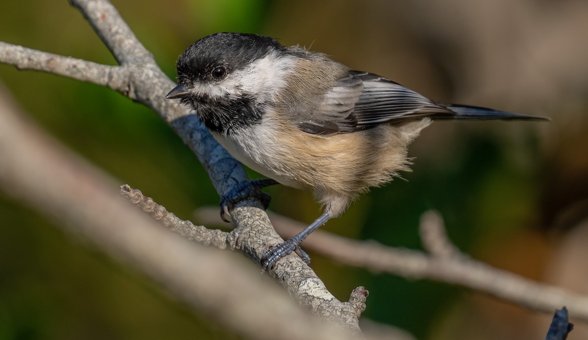 Black-capped Chickadee - Jim Carroll