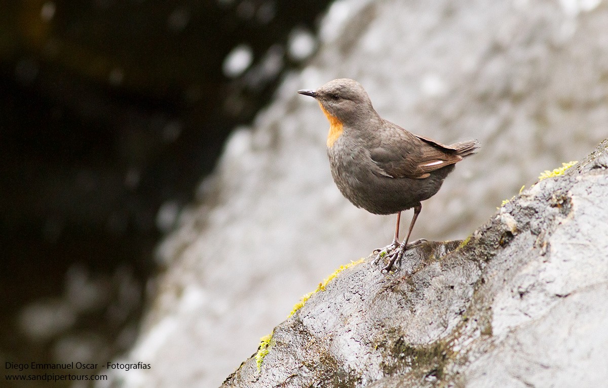 Rufous-throated Dipper - ML624184930