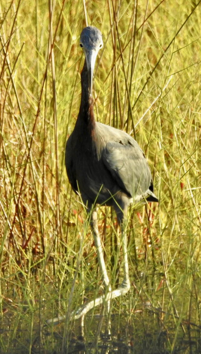 Tricolored Heron - ML624184959