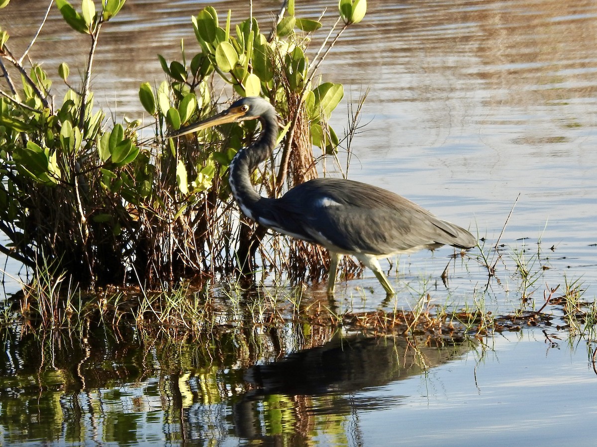 Tricolored Heron - ML624184961