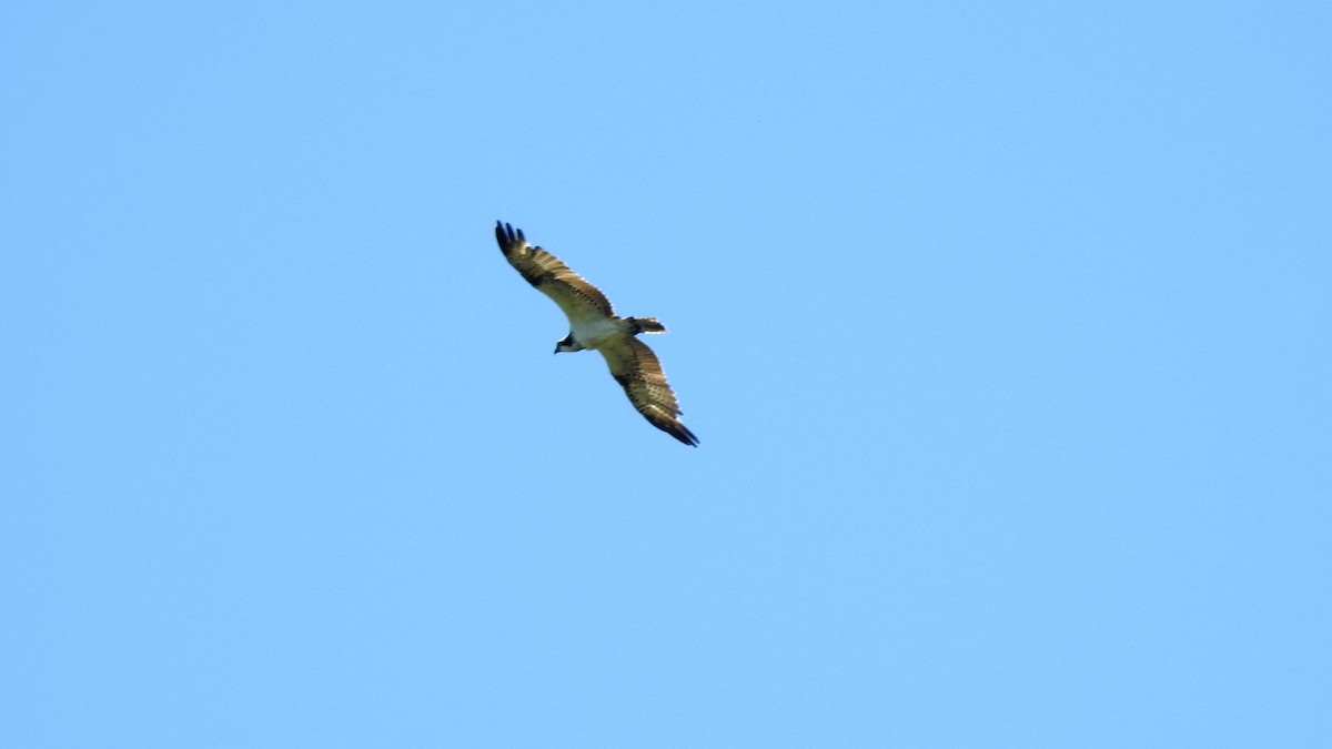 Osprey - Ricardo Salgueiro