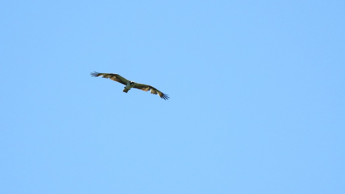 Osprey - Ricardo Salgueiro