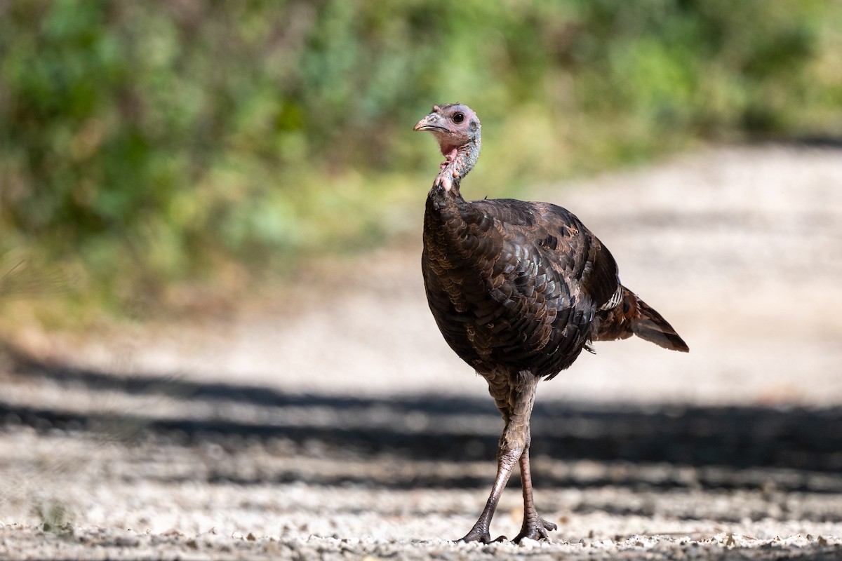 Wild Turkey - ML624184977