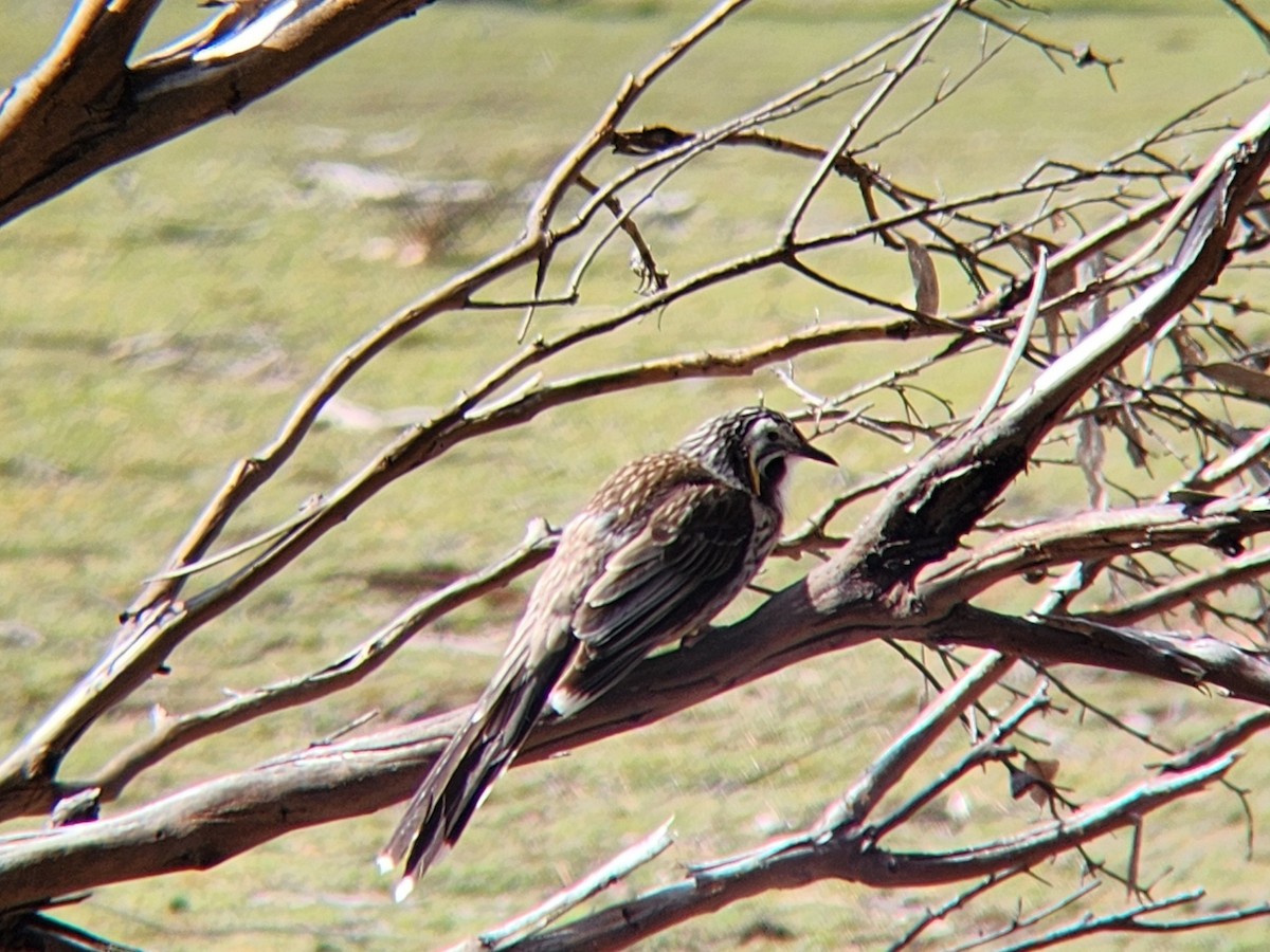 Yellow Wattlebird - ML624184992