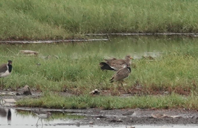 Gray-headed Lapwing - ML624184995