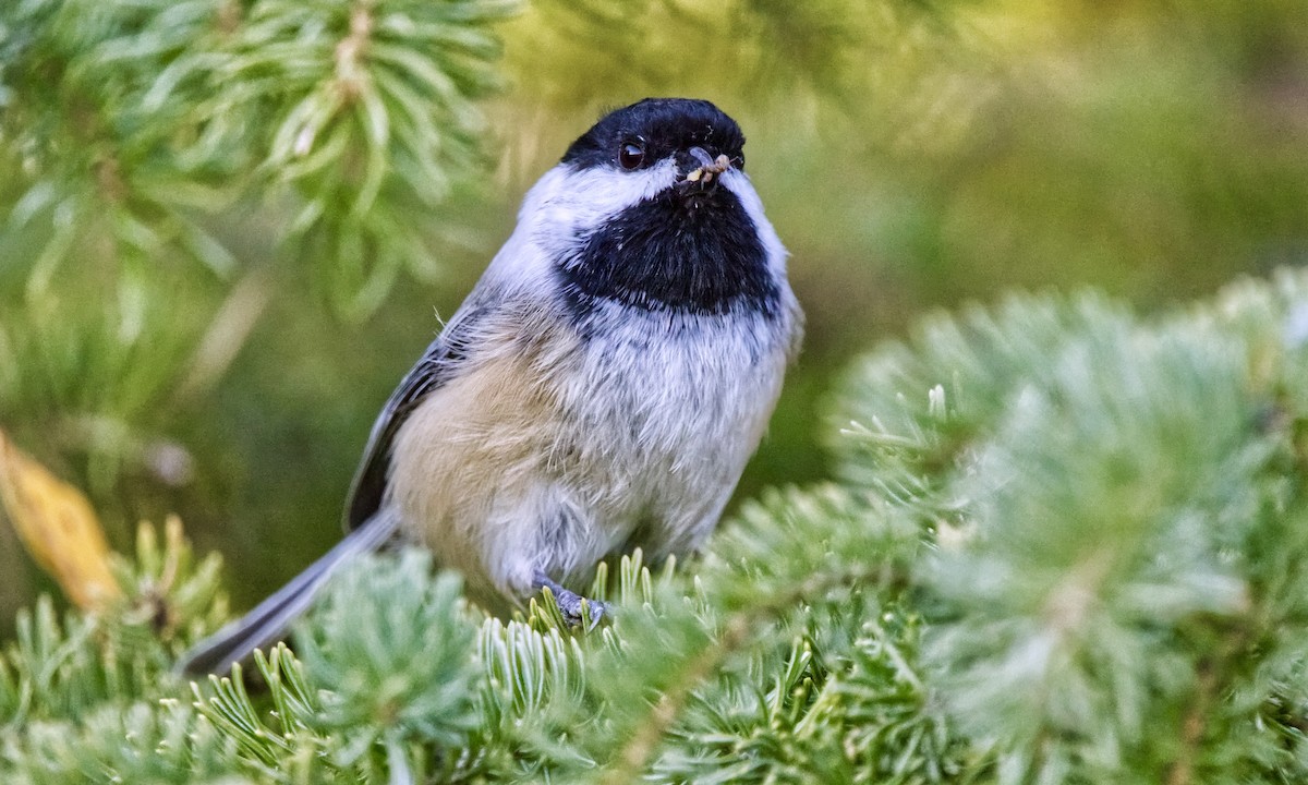 Black-capped Chickadee - ML624184996