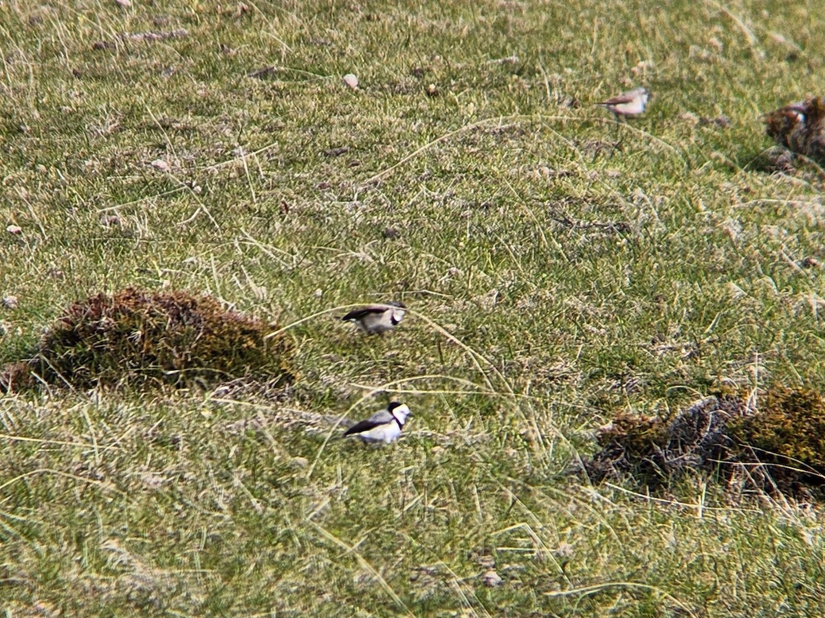 White-fronted Chat - ML624185002