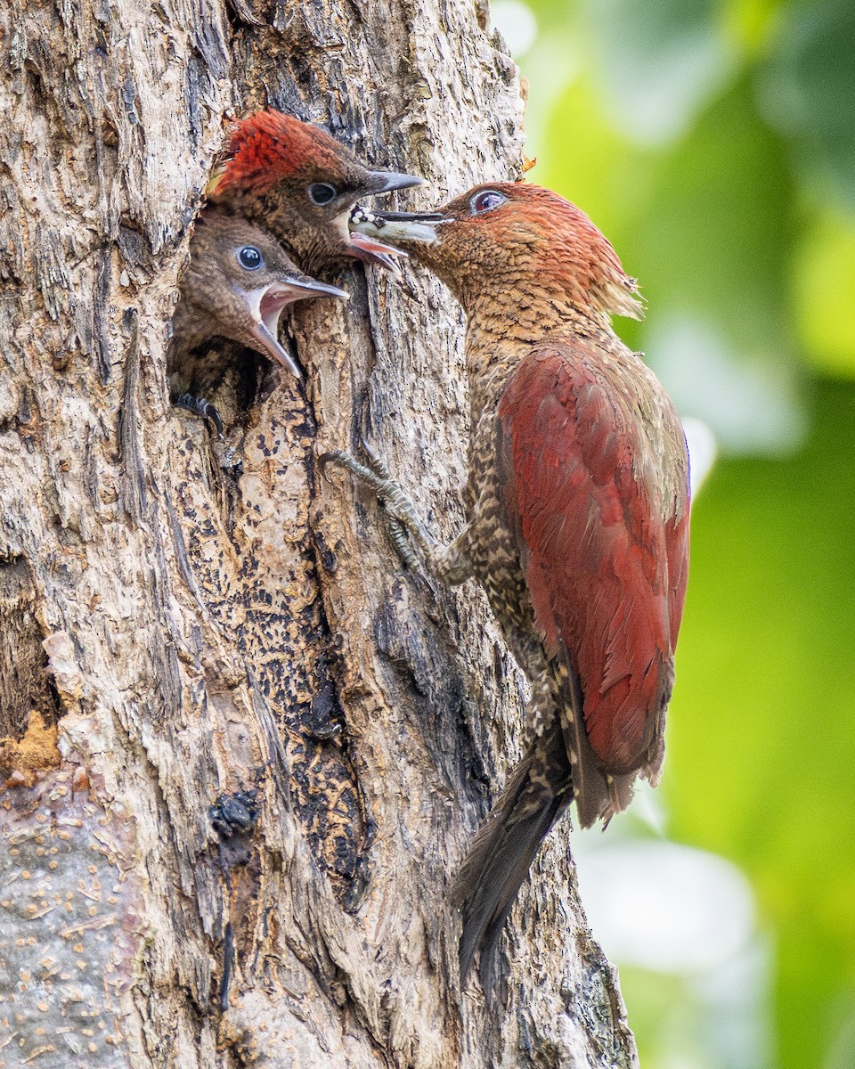 Banded Woodpecker - ML624185004