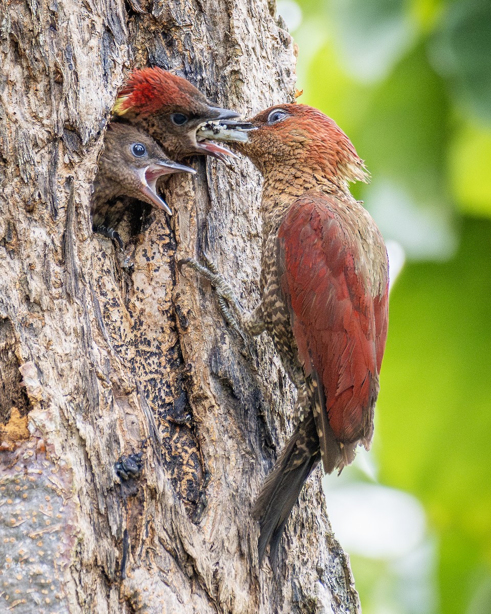 Banded Woodpecker - ML624185005