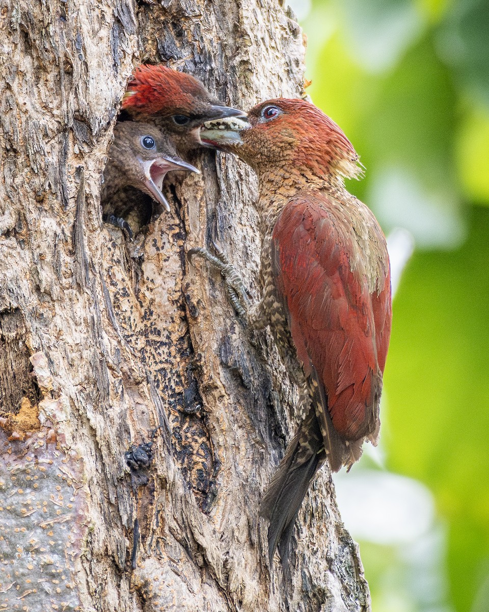 Banded Woodpecker - Yifei Zheng