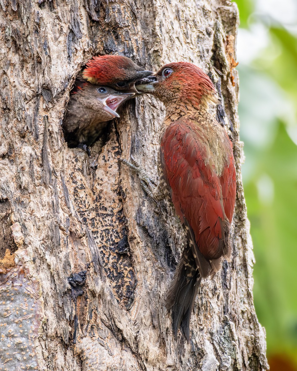 Banded Woodpecker - ML624185007