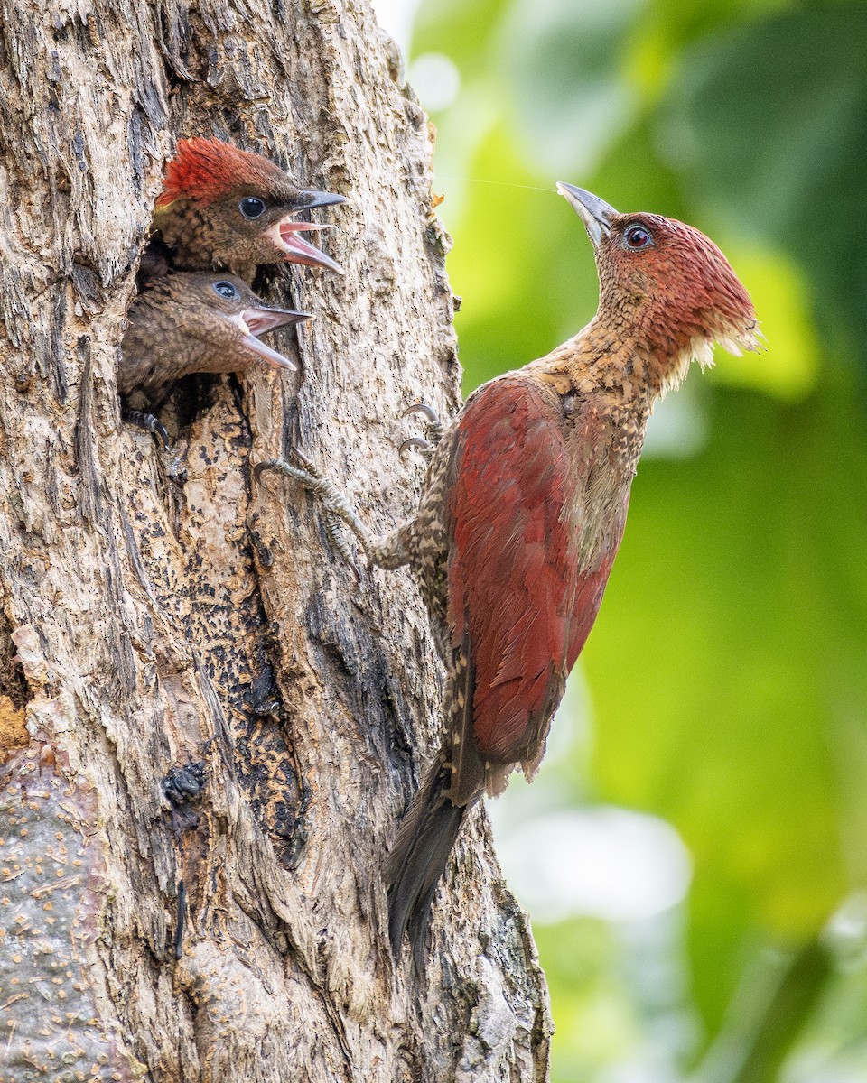 Banded Woodpecker - ML624185008