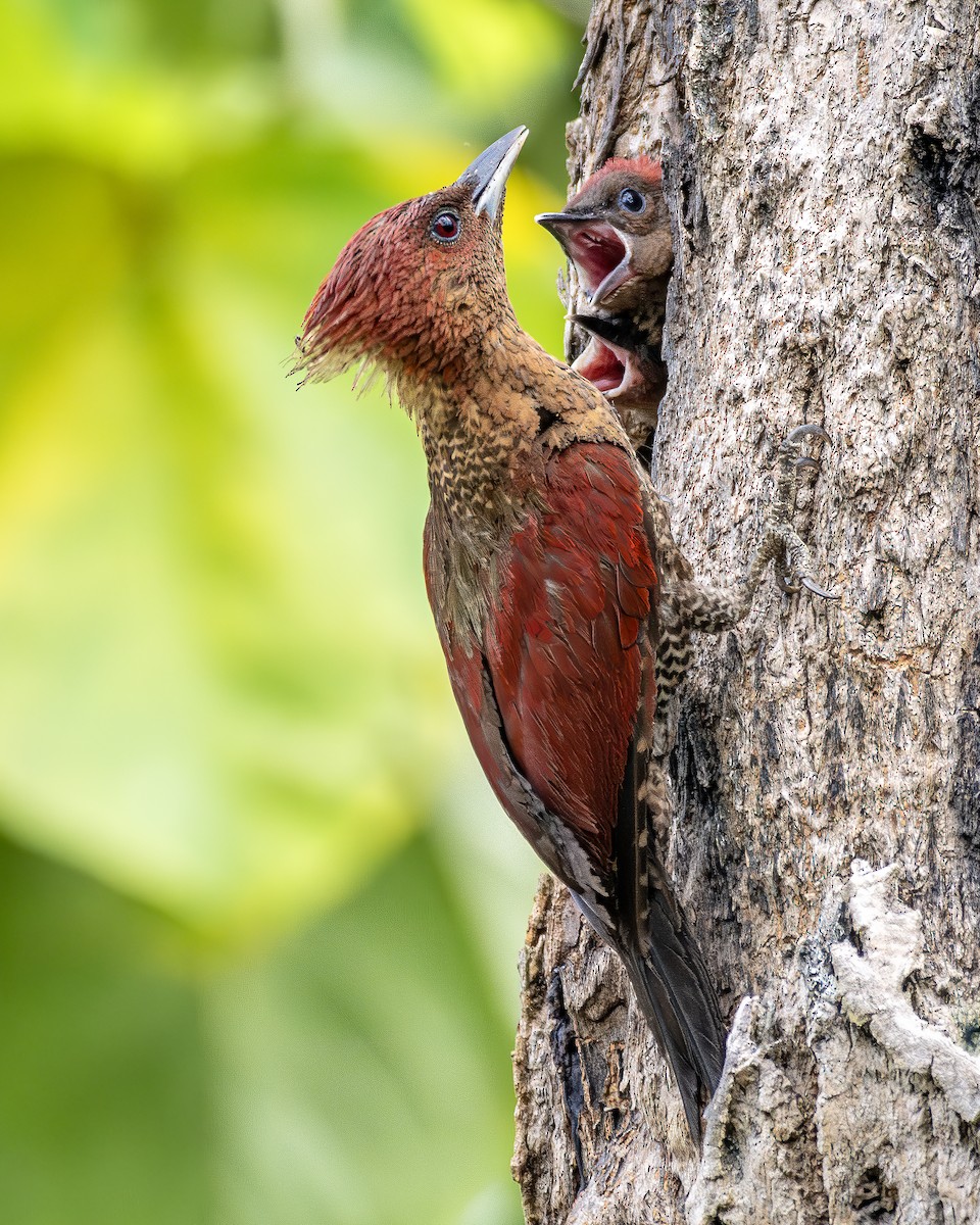 Banded Woodpecker - ML624185009