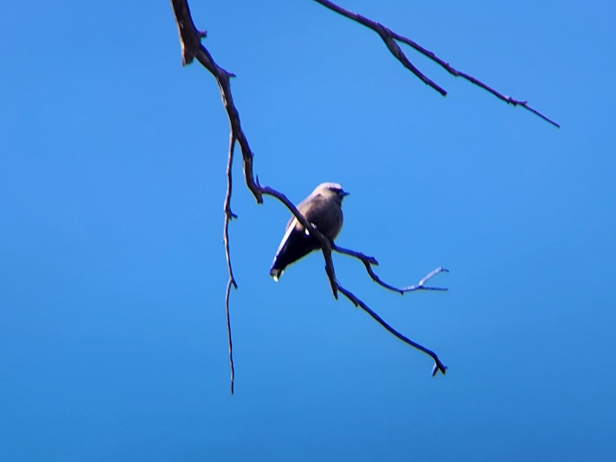 Dusky Woodswallow - ML624185019