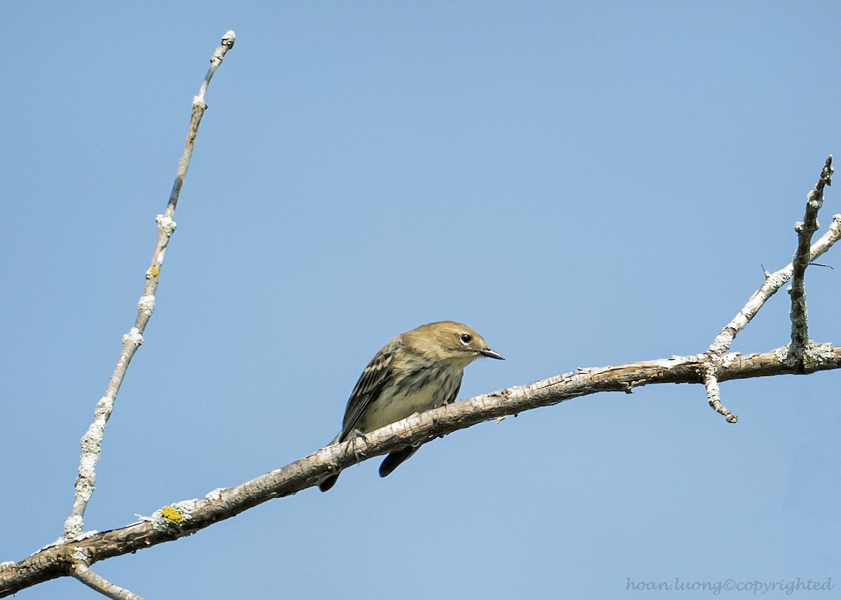 Yellow-rumped Warbler - ML624185025