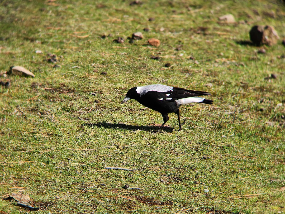 Australian Magpie - ML624185045