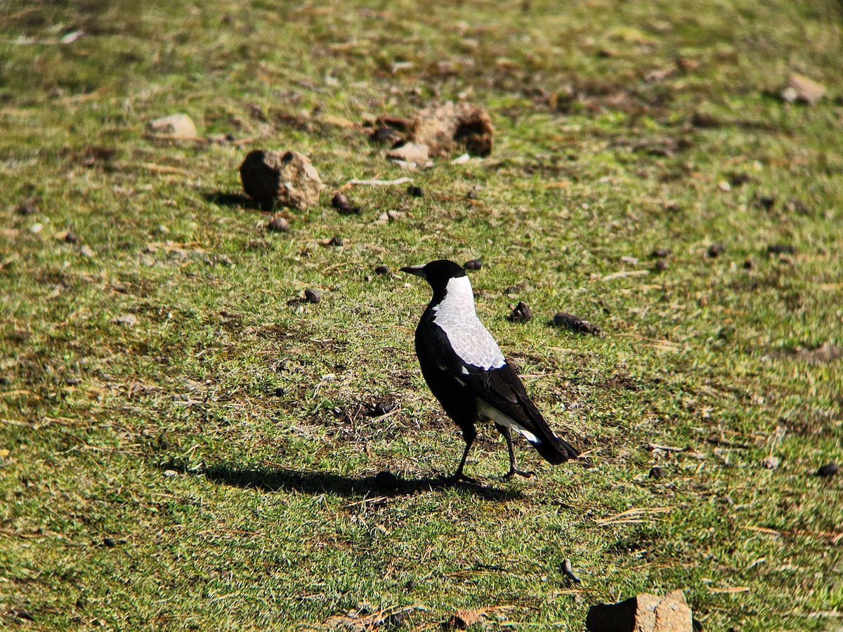 Australian Magpie - ML624185046