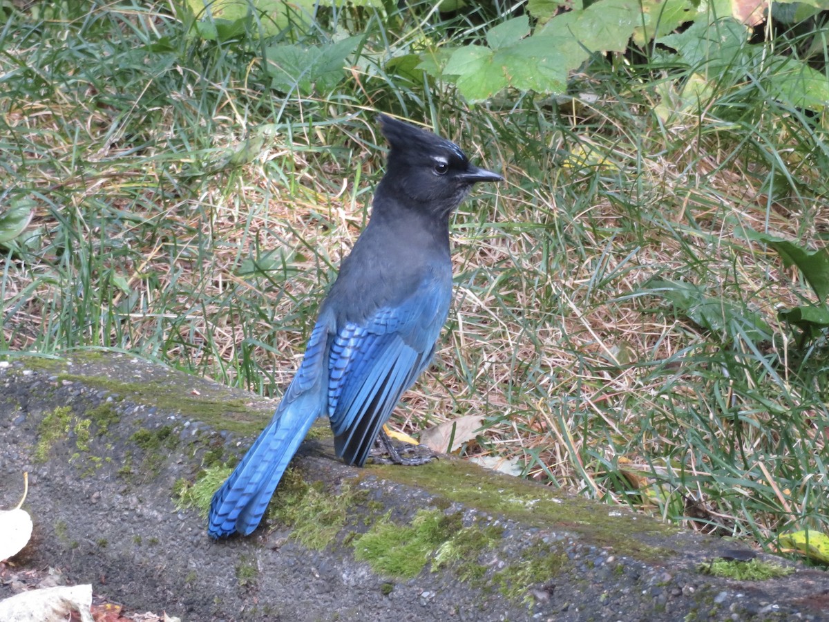 Steller's Jay - ML624185060