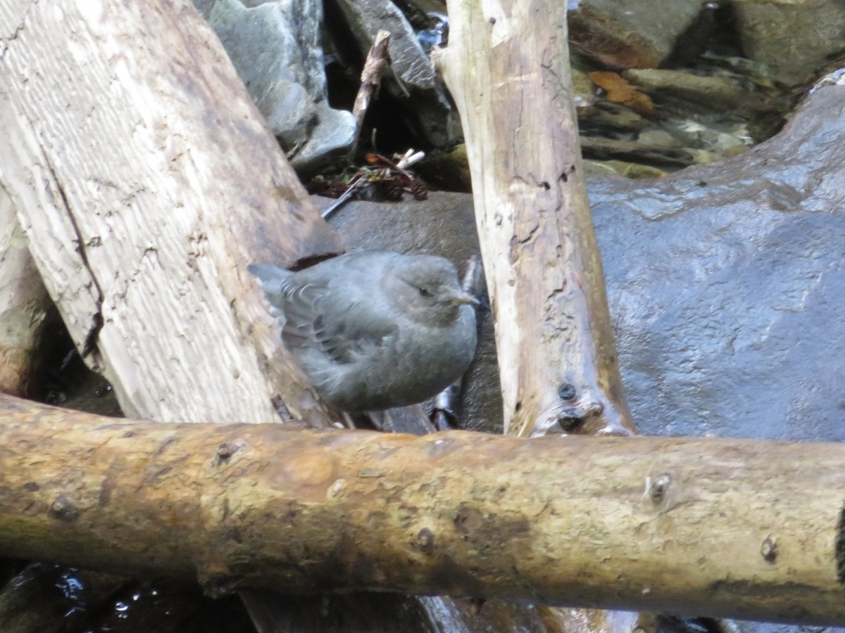 American Dipper - ML624185067