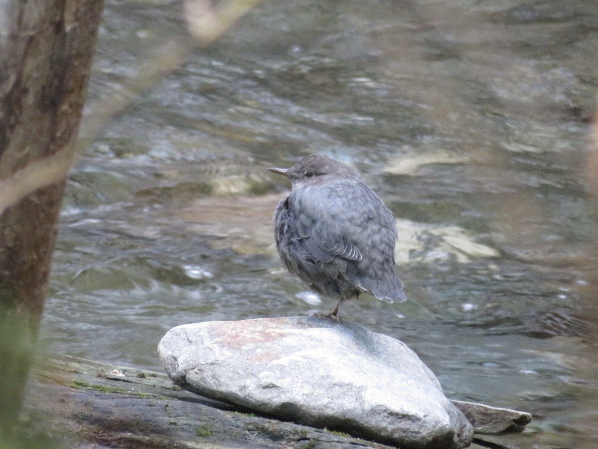 American Dipper - ML624185069