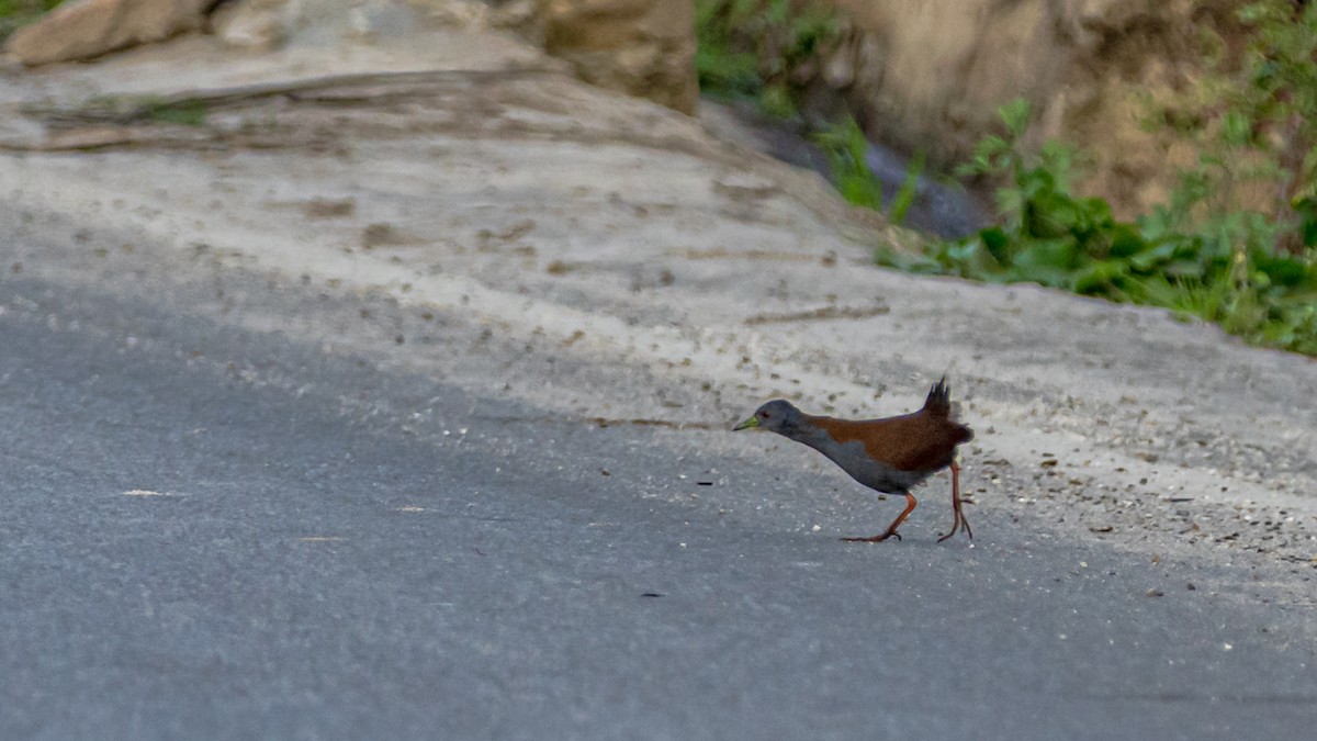 Black-tailed Crake - ML624185075