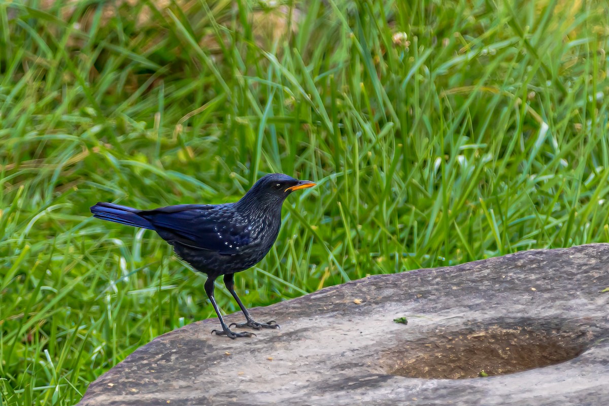 Blue Whistling-Thrush - ML624185078