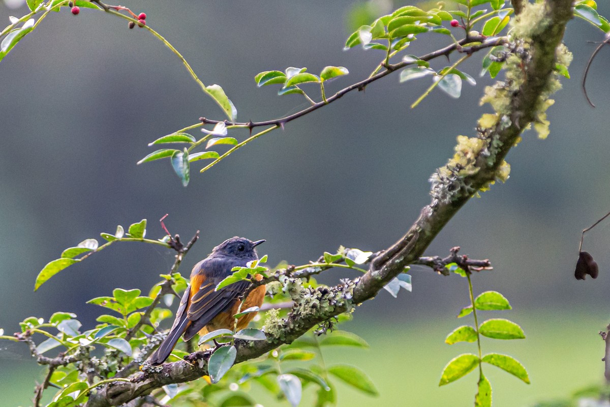 Blue-fronted Redstart - ML624185085