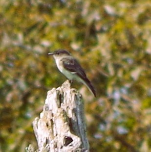 Eastern Phoebe - ML624185088