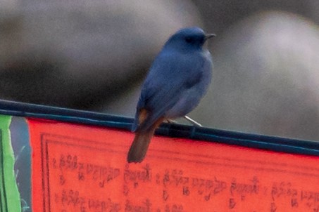 Plumbeous Redstart - ML624185090