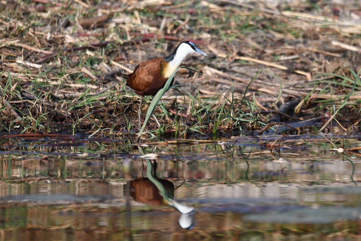 African Jacana - ML624185115