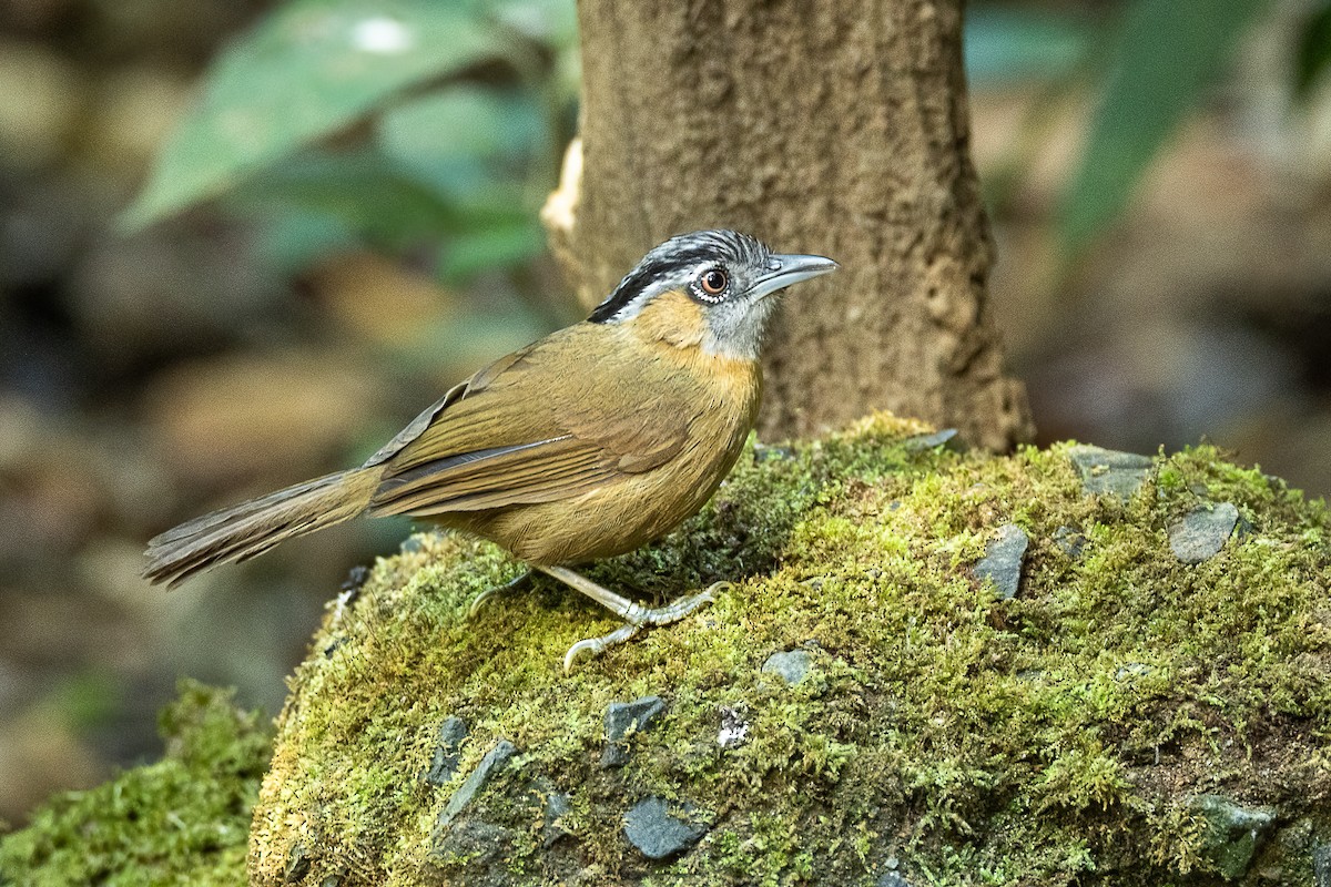 Gray-throated Babbler - ML624185121