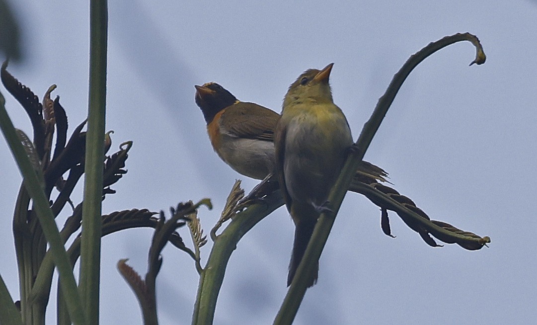 Guira Tanager - Paul Chapman