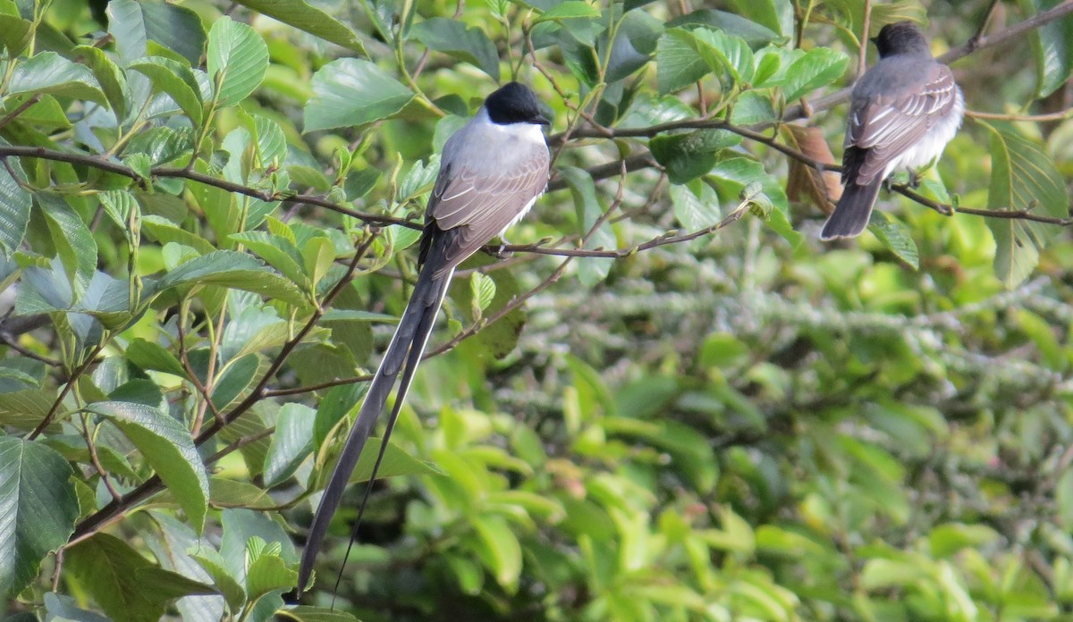 Fork-tailed Flycatcher - ML624185138