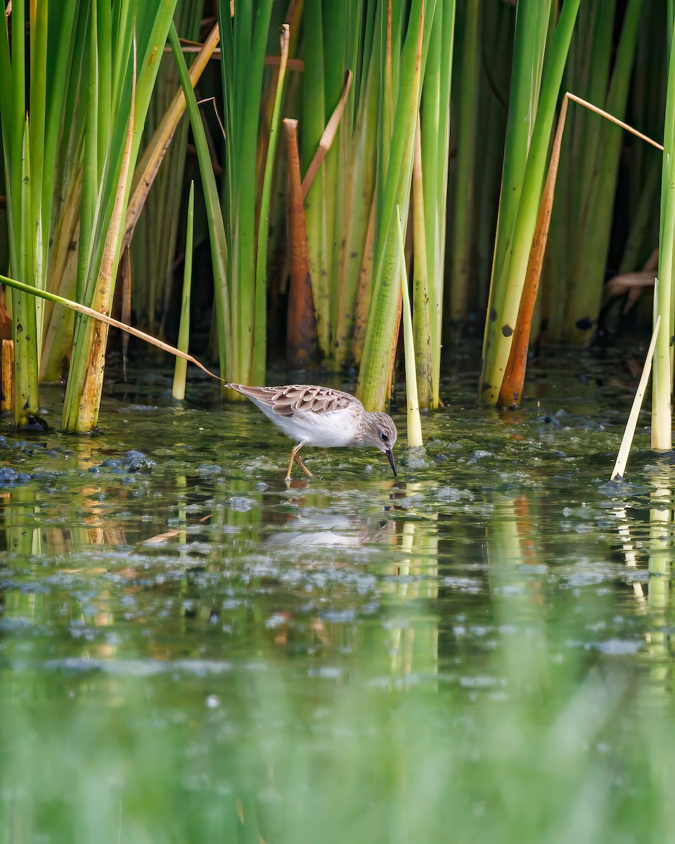 Long-toed Stint - ML624185142