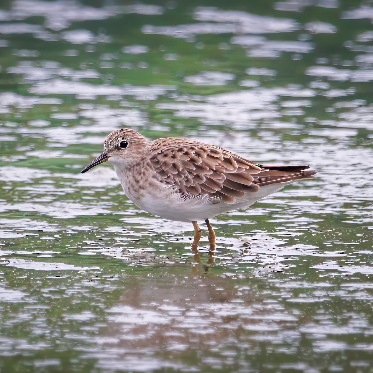 Long-toed Stint - ML624185144