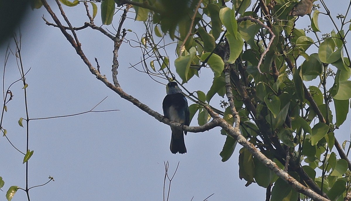 Masked Tanager - ML624185155