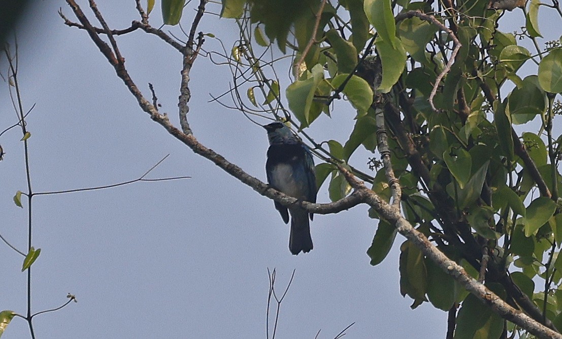 Masked Tanager - Paul Chapman