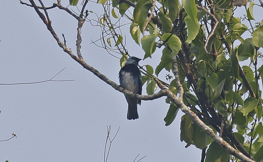 Masked Tanager - ML624185161