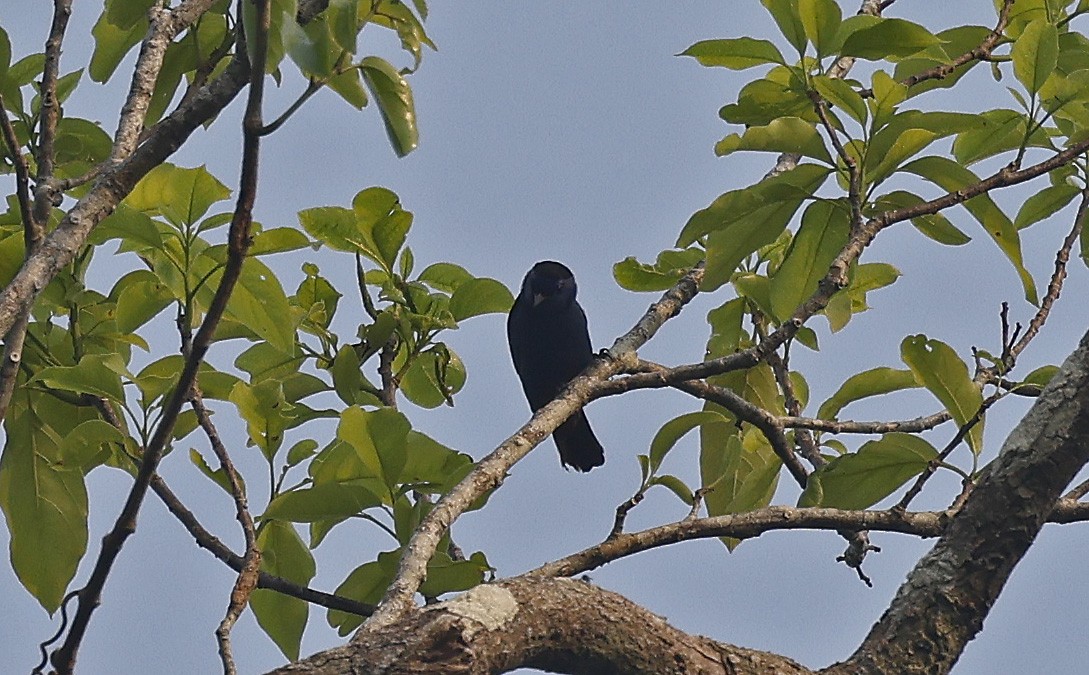 Opal-rumped Tanager - Paul Chapman