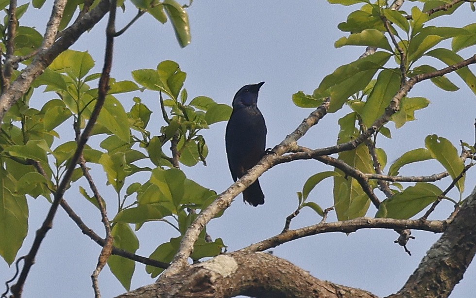 Opal-rumped Tanager - ML624185164