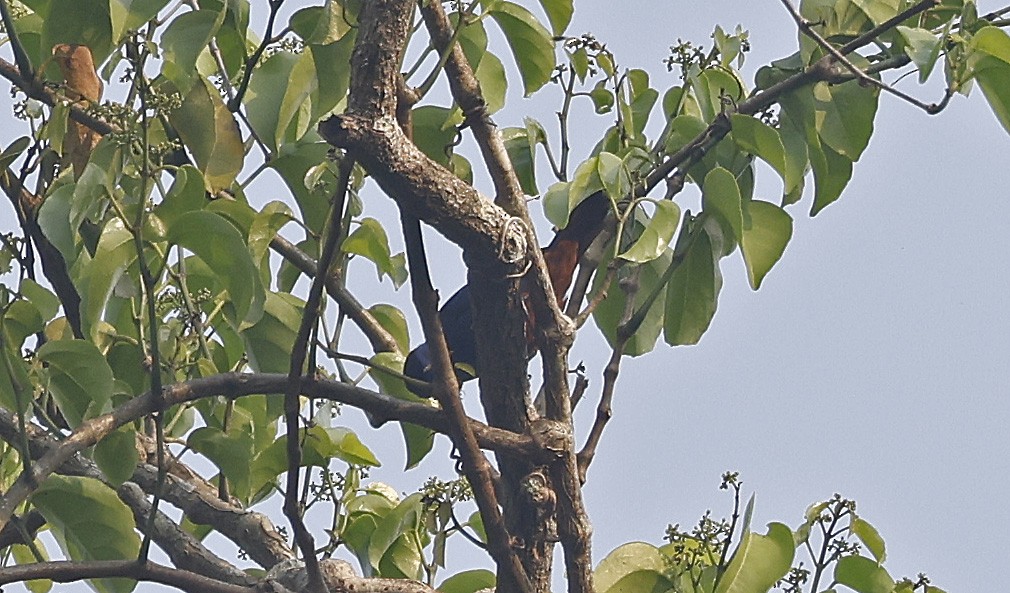 Opal-rumped Tanager - ML624185165