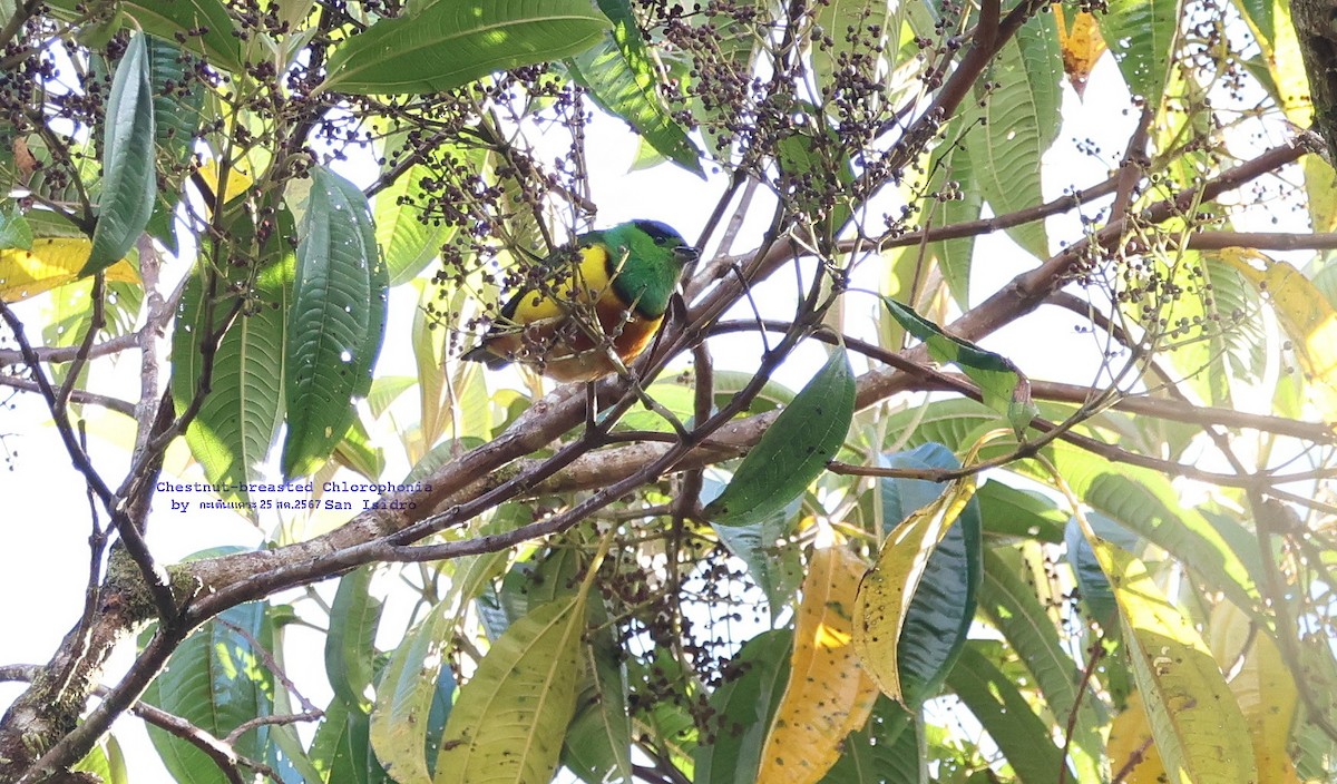 Chestnut-breasted Chlorophonia - ML624185166